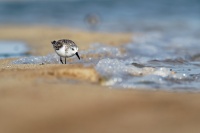 Jespak pisecny - Calidris alba - Sanderling o1903